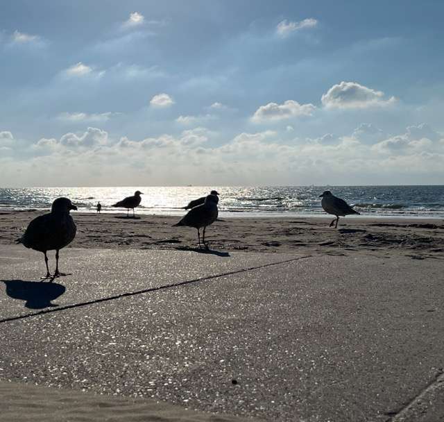 bekijk recente foto's